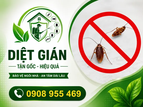 Dịch vụ diệt gián – Xử lý gián tại nhà & công trình